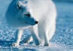 Arctic Wildlife